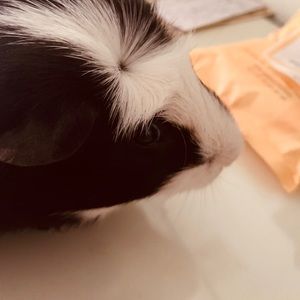 Meet your Posher, Maddie